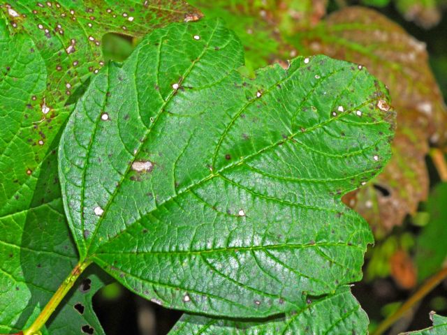 Delle bacche rosse: Viburnum opulus (Adoxaceae)